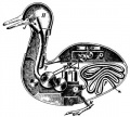 Mechanische Ente.jpg